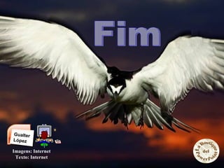 Imagens: Internet
Texto: Internet
 