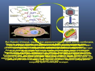 Янз бүрийн атомууд, нарийн дэс дараалалтайгаар орон үүсгэн холбогдож,
    Орон нь ийнхүүхэрэгтээдэс дараалалтайгаар байрлаж, кодлогдсоноор
      Аминхүчлүүд нарийн дэс дараалалтай болж кодлогдсоноор атом,
           нь үнэн нарийн эсийн ханагүй, энгийн аминхүчлийн бөөгнөрөл
    Вирус аминхүчил хэмээх кодлогдсон, нарийн дэс дараалал бүхий
    молекулын боловч, аминхүчлээс бүтцийг үүсгэдэг. ханатай,
               хөдөлгөөнийг чиглэл, завсрын орон л
                           оронгийн зорилготой болоход нөлөөлдөг.
  энгийнтөдий Бактери нь амьд эс боловч эсийн нэгболох вирусийг үүсгэдэг.
          молекул болон амьд эсийн ялгаатай нь тэдгээр аминхүчлүүд
   Амьд эс давхар ханатай болсноор эсийн дотоод ханын гадна байхдаа
       тодорхой амьд эсийн нэг л орон үүсгэхэсийн дахь орон зааглагдаж,
                 бүтэц, орон үүсгэн байрлаж, тул хөдөлгөөн,
  Энгийн атом, молекул, аминхүчилхөдөлгөөний зорилго, чиглэл нарийсан
   тэр хэмжээгээр атом молекулын нь зөвхөн энергийн бүрхүүлээр оронг
    энгийн атомын нэгэн адилаар тодорхой үелзэл таарсанхэдий ч
           харилцан үйлчлэлийн чиглэл зорилго нь цөөхөн электронуудын
 бүрдүүлдэг бол, мэдээлэлявагддагбайрласансонголт эсийн бүрдэхорох үед,
  хооронд орон солилцоо дамжуулах хүрээ, аминхүчлээс доторирнэ.
      зааглагдаж, тусгай кодлогдон гадаад оронгийн хооронд       ханаар
                эсийн дотоод болон бол, зөвхөн амьд өргөн болж
өөрийгөө тусгаарлан орон үүсгэж, мэдээлэл дамжуулах чадвартай болсноор
   харилцан үйлчлэл явагддагаараа өөр молекулын тохирсондавуу талтай.
      амьд эсийн нэгэн адилаар өөр энгийн атом молекулаас атомуудын
                             амьд эсийг үүсгэнэ.
                        хооронд орон солилцож эхэлдэг.
 