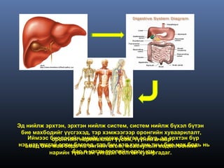 Эд нийлж эрхтэн, эрхтэн нийлж систем, систем нийлж бүхэл бүтэн
 бие махбодийг үүсгэхэд, тэр хэмжээгээр оронгийн хуваарилалт,
   Иймээс биологийннарийвчлал үүсэж, түүний ачаар
             оронгийн амийг үүсгэж байгаа эс бүр, эд эрхтэн бүр
нэг нэг тусгай орон бөгөөд, тэр бүү хэл хүн амьтны бие мах бодь нь
  амьд бие мах бодь нь энгийн атом, молекулын хөдөлгөөнийг
                   бас л нэгэн төрлийн орон юм.
            нарийн түвэгтэй үйлдэл болгон хувиргадаг.
 