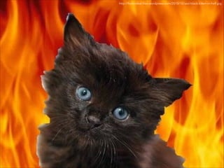 http://ﬁxitordeal.ﬁles.wordpress.com/2010/10/sad-black-kitten-in-hell.jpg

 