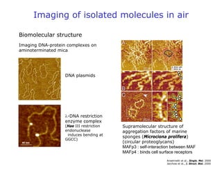 Imaging of isolated molecules in air
Biomolecular structure
Supramolecular structure of
aggregation factors of marine
sponges (Microciona prolifera)
(circular proteoglycans)
MAFp3 : self-interaction between MAF
MAFp4 : binds cell surface receptors
Imaging DNA-protein complexes on
aminoterminated mica
λ-DNA restriction
enzyme complex
(Hae III restriction
endonuclease
induces bending at
GGCC)
DNA plasmids
Anselmetti et al., Single. Mol. 2000
Jarchow et al., J. Struct. Biol. 2000
 