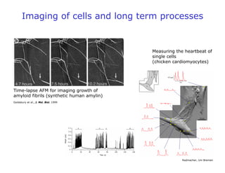 Imaging of cells and long term processes
Goldsbury et al., J. Mol. Biol. 1999
Time-lapse AFM for imaging growth of
amyloid fibrils (synthetic human amylin)
Measuring the heartbeat of
single cells
(chicken cardiomyocytes)
Radmacher, Uni Bremen
 