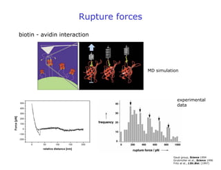 Rupture forces
Gaub group, Science 1994
Grubmüller et al., Science 1996
Fritz at al., J.Str.Biol. (1997)
biotin - avidin interaction
MD simulation
experimental
data
 