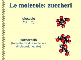 Le molecole: zuccheri
glucosio
C6H12O6
saccarosio
(formato da due molecole
di glucosio legate)
 