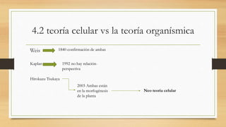 4.2 teoría celular vs la teoría organísmica
Weis 1840 confirmación de ambas
Kaplan 1992 no hay relación-
perspectiva
Hirokazu Tsukaya
2003 Ambas están
en la morfogénesis
de la planta
Neo teoría celular
 