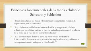 Principios fundamentales de la teoría celular de
Schwann y Schleiden
1. ´´todas las partes de las planta y los animales son celulares, ya sea en la
organización o en la derivación ´´.
2. ´´Las células son unidades autónomas de vida, y aunque cada célula es
influida por sus células vecinas, la vida de todo el organismo es el producto,
no la causa de la vida de sus elementos celulares´´
3. ´´Las células surgen dentro o cerca de otras células mediante la
diferenciación de una sustancia primaria homogénea llamada cytoblastema
en un procedimiento análogo a la cristalización´´
 