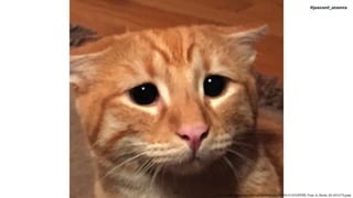 !41
#jeeconf_atomix
https://www.catersnews.com/wp-content/uploads/2014/12/CATERS_Puss_In_Boots_03-457x773.jpeg
 