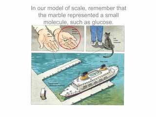 In our model of scale, remember that
the marble represented a small
molecule, such as glucose.
 