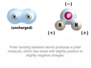 Polar bonding between atoms produces a polar
molecule, which has areas with slightly positive or
slightly negative charges.
 