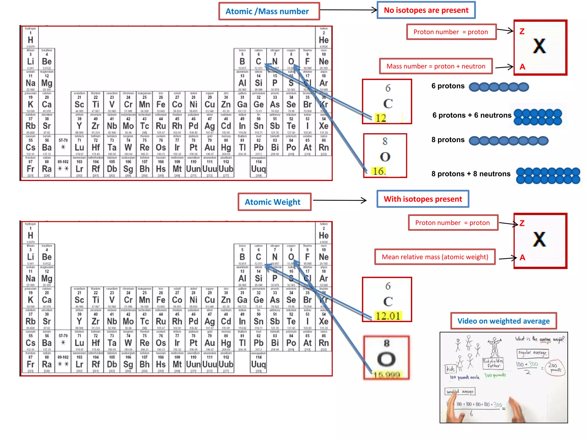 Atomic /Mass number

No isotopes are present
Proton number = proton

Mass number = proton + neutron

Z

A

6 protons

6 protons + 6 neutrons
8 protons

8 protons + 8 neutrons

Atomic Weight

With isotopes present
Proton number = proton

Z

Mean relative mass (atomic weight)

A

Video on weighted average

 
