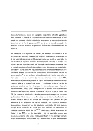Discusión


observó una reacción aguda con agregados plaquetarios activados y positivos
para selectina P, además de una vasodilatación intensa. Esta reacción de tipo
agudo no guardaba relación morfológica alguna con la reacción inflamatoria
observada en la piel de perros con DA, por lo que la elevada expresión de
selectina P en las muestras de perros no atópicos fue considerada como un
artefacto.


En referencia a la expresión de ICAM-1, se encontró una tendencia a un
incremento en el número de vasos que expresan esta molécula de adhesión en
la piel lesionada de perros con DA comparándolo con la piel no lesionada. En
las muestras de la piel no lesionada de estos perros, a su vez, se observó una
tendencia a una expresión mayor que en los perros no atópicos. Es posible que
la reacción aguda artefactual observada en estos últimos perros pueda haber
alterado los niveles de ICAM-1 que se observarían en otras condiciones. Estos
resultados añaden una perspectiva cuantitativa a estudios previos hechos en
perros atópicos68 y son análogos a los observados en la piel lesionada, no
lesionada y sana en muestras de piel de pacientes humanos con DA28.
Analizando la expresión de proteína de TNF-α encontramos una tendencia muy
parecida a la de la expresión de ICAM-1. También en muestras de piel de
pacientes atópicos se ha observado un aumento de esta citocina77.
Recientemente, Olivry y cols.95 han publicado un trabajo en el que utiliza la
inmunofluorescencia para detectar proteína de TNF-α en la piel de perros con
DA. Se trata de un estudio clínico en el que únicamente se valora la expresión
proteica tras el tratamiento con un fármaco y con el placebo. Por lo tanto, no
existen trabajos previos en los que se cuantifique esta proteína en piel
lesionada y no lesionada de perros atópicos. Sin embargo, nuestras
observaciones concuerdan con los resultados encontrados por otros autores
acerca de la expresión de mRNA para esta citocina pro-inflamatoria en
muestras de piel de perros con DA71,72,79. La correlación entre la expresión de
ICAM-1 y de TNF-α en piel lesionada y piel no lesionada sugiere una
asociación funcional entre ambas moléculas en la DA in vivo, como por ejemplo
que el incremento de proteína de ICAM-1 sea inducido en gran medida por el


                                      73
 
