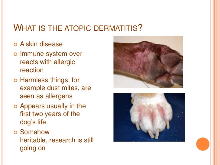 atopic dermatitis dogs atopic dermatitis in the atopic dermatitis dogs atopic dermatitis in the