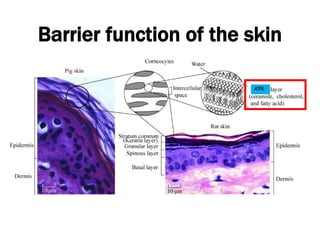 Barrier function of the skin
45%
 