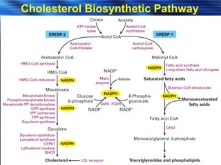 Cholesterol Biosynthetic Pathway 
 