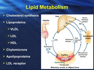 Lipid Metabolism 
 Cholesterol synthesis 
 Lipoproteins: 
VLDL 
LDL 
HDL 
 Chylomicrons 
 Apolipoproteins 
 LDL receptor 
 