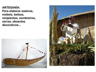 ARTESANÍA: 
Para elaborar esteiras, 
mobeis, bolsos, 
recipientes, sombreiros, 
xerras, obxectos 
decorativos... 
 