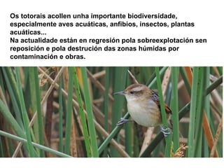 Os totorais acollen unha importante biodiversidade, 
especialmente aves acuáticas, anfibios, insectos, plantas 
acuáticas... 
Na actualidade están en regresión pola sobreexplotación sen 
reposición e pola destrución das zonas húmidas por 
contaminación e obras. 
 