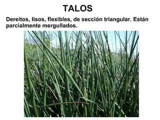 TALOS 
Dereitos, lisos, flexibles, de sección triangular. Están 
parcialmente mergullados. 
 