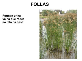 FOLLAS 
Forman unha 
vaíña que rodea 
ao talo na base. 
 