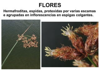 FLORES 
Hermafroditas, espidas, protexidas por varias escamas 
e agrupadas en inflorescencias en espigas colgantes. 
 