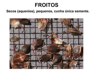 FROITOS 
Secos (aquenios), pequenos, cunha única semente. 
 