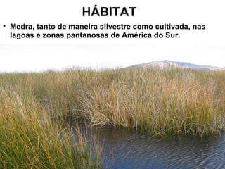 HÁBITAT 
 Medra, tanto de maneira silvestre como cultivada, nas 
lagoas e zonas pantanosas de América do Sur. 
 