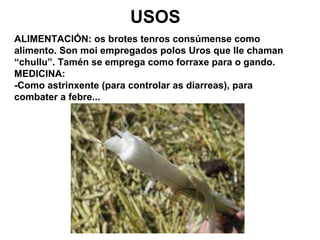 USOS 
ALIMENTACIÓN: os brotes tenros consúmense como 
alimento. Son moi empregados polos Uros que lle chaman 
“chullu”. Tamén se emprega como forraxe para o gando. 
MEDICINA: 
-Como astrinxente (para controlar as diarreas), para 
combater a febre... 
 