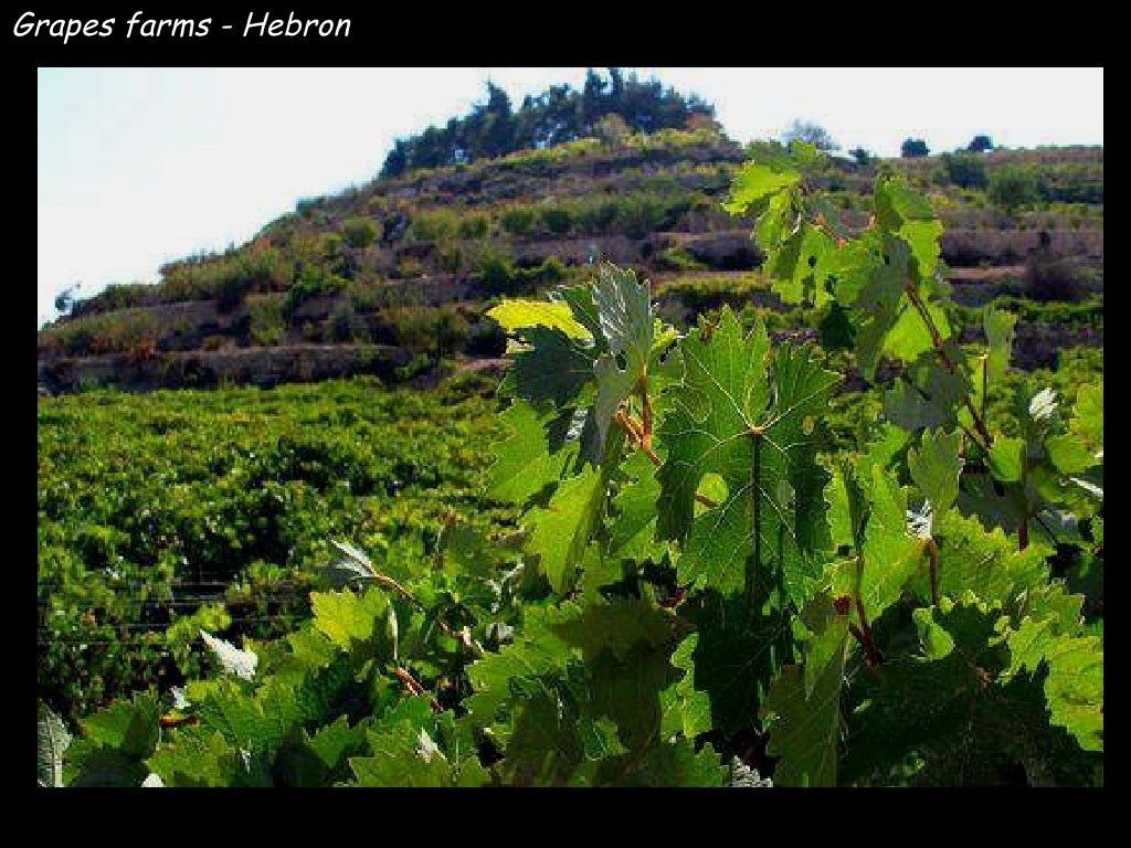 Grapes farms Hebron