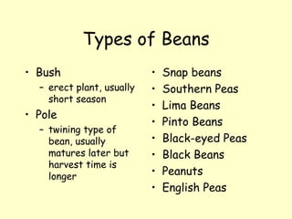 Types of Beans Bush erect plant, usually short season Pole twining type of bean, usually matures later but harvest time is longer Snap beans Southern Peas Lima Beans Pinto Beans Black-eyed Peas Black Beans Peanuts English Peas 