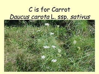 C is for Carrot Daucus carota  L. ssp.  sativus 