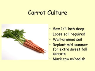 Carrot Culture Sow 1/4 inch deep Loose soil required Well-drained soil Replant mid-summer for extra sweet fall carrots Mark row w/radish 