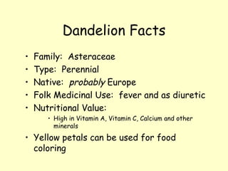 Dandelion Facts Family:  Asteraceae Type:  Perennial Native:  probably  Europe Folk Medicinal Use:  fever and as diuretic Nutritional Value:  High in Vitamin A, Vitamin C, Calcium and other minerals Yellow petals can be used for food coloring 