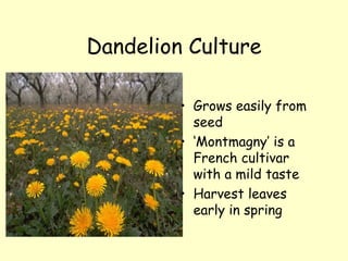 Dandelion Culture Grows easily from seed ‘ Montmagny’ is a French cultivar with a mild taste Harvest leaves early in spring 
