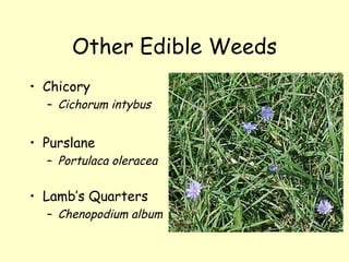 Other Edible Weeds Chicory Cichorum intybus Purslane Portulaca oleracea Lamb’s Quarters Chenopodium album   