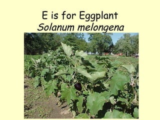 E is for Eggplant Solanum melongena 