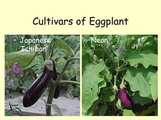 Cultivars of Eggplant Japanese ‘Ichiban’ ‘ Neon’ 