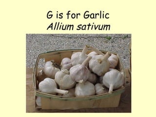 G is for Garlic Allium sativum 