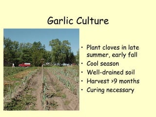 Garlic Culture Plant cloves in late summer, early fall Cool season Well-drained soil Harvest >9 months Curing necessary 