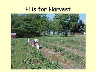 H is for Harvest 