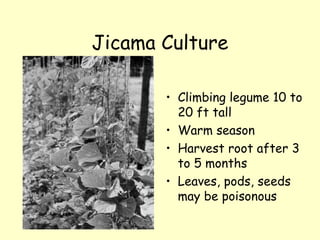 Jicama Culture Climbing legume 10 to 20 ft tall Warm season Harvest root after 3 to 5 months Leaves, pods, seeds may be poisonous 