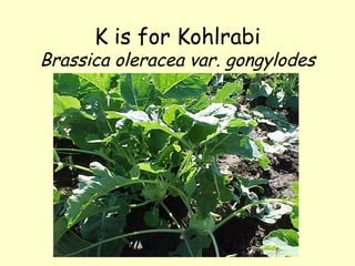 K is for Kohlrabi Brassica oleracea var. gongylodes 