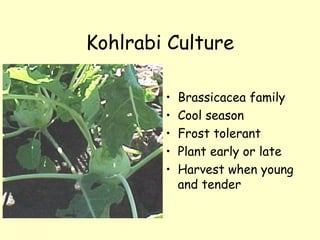 Kohlrabi Culture Brassicacea family Cool season Frost tolerant Plant early or late Harvest when young and tender 