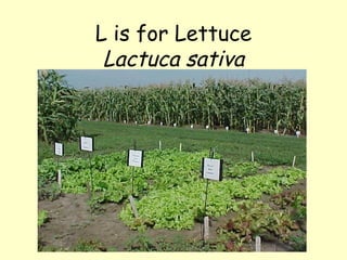 L is for Lettuce Lactuca sativa 