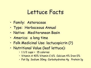 Lettuce Facts Family:  Asteraceae Type:  Herbaceous Annual Native:  Mediteranean Basin America:  a long time Folk Medicinal Use: lactucopicrin (?) Nutritional Value (leaf lettuce):  1 1/2 cups =  15 calories Vitamin A 40% Vitamin C 6%  Calcium 4% Iron 0% Fat 0g  Sodium 30mg  Carbohydrates 4g  Protein 1g 