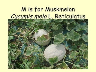M is for Muskmelon Cucumis melo  L. Reticulatus 