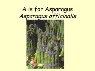 A is for Asparagus Asparagus officinalis 