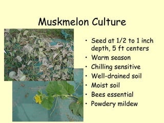 Muskmelon Culture Seed at 1/2 to 1 inch depth, 5 ft centers Warm season Chilling sensitive Well-drained soil Moist soil Bees essential Powdery mildew 