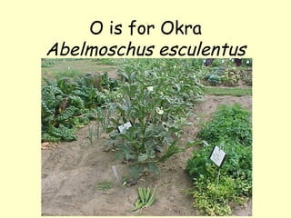 O is for Okra Abelmoschus esculentus 