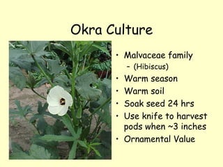 Okra Culture Malvaceae family (Hibiscus) Warm season Warm soil Soak seed 24 hrs Use knife to harvest pods when ~3 inches Ornamental Value 