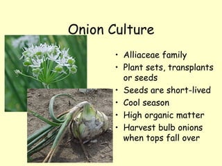 Onion Culture Alliaceae family Plant sets, transplants or seeds Seeds are short-lived Cool season High organic matter Harvest bulb onions when tops fall over 
